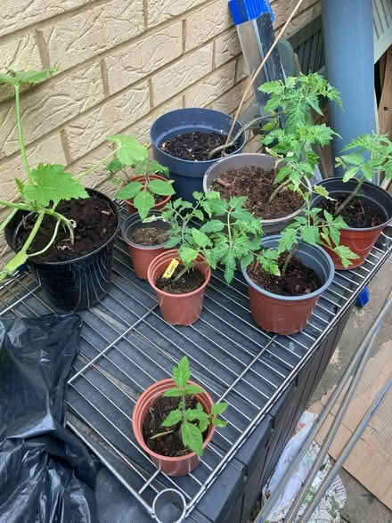 Photo of free Courgettes snd Tomatoe (Letchworth wilbury) #1