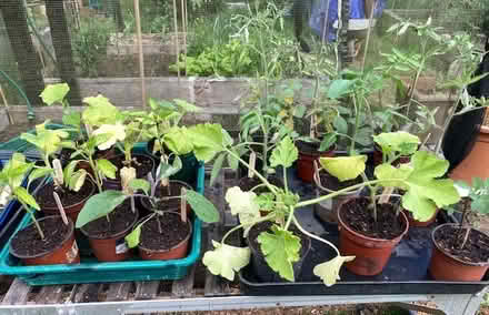 Photo of free Vegetable Seedlings (CM9 Langford) #1