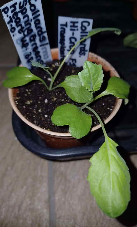 Photo of free Cabbage/Spring Greens Collards:Hi-Crop F1 plants x2. (Chichester PO19) #1