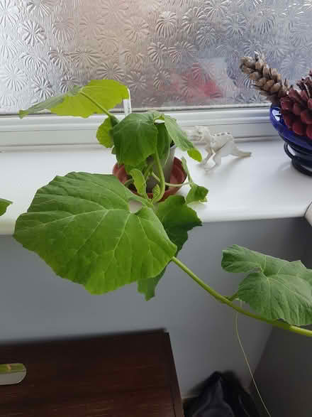 Photo of free Chinese Winter Melon plant (HA8) #1