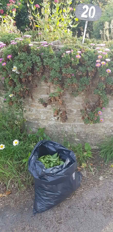 Photo of free Bay leaves (Botley OX2) #1