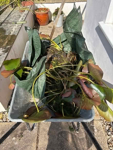 Photo of free Water lily (Eastbourne BN20) #2