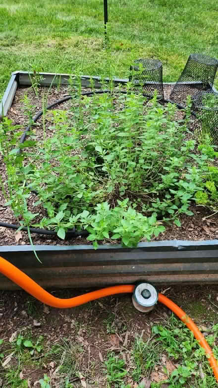 Photo of free Fresh Oregano (Somerset) #1
