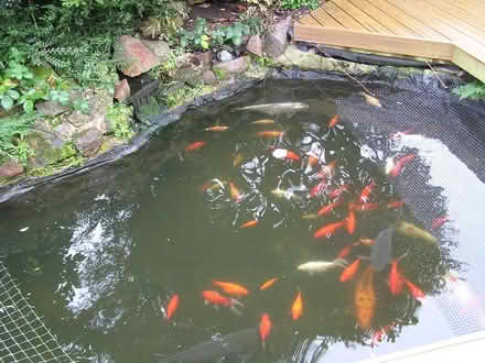 Photo of Fish pond accessories (Rochford SS4) #1
