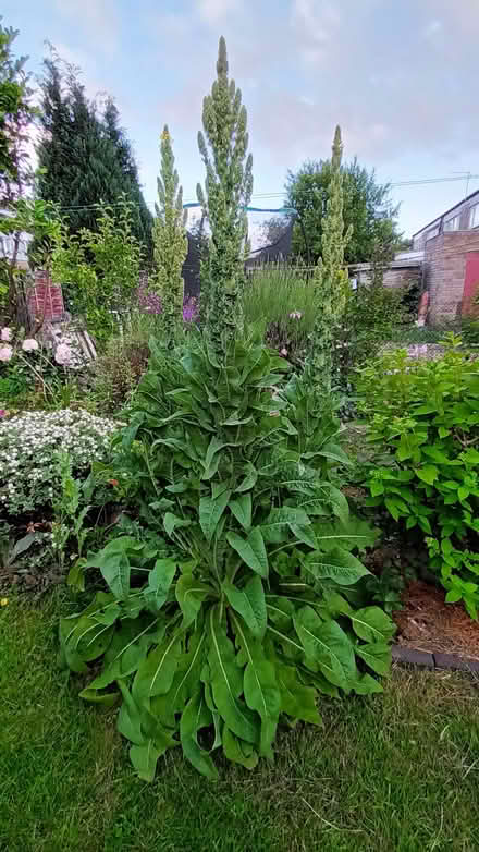 Photo of free Verbascum seedlings (Hockley Port B18) #2