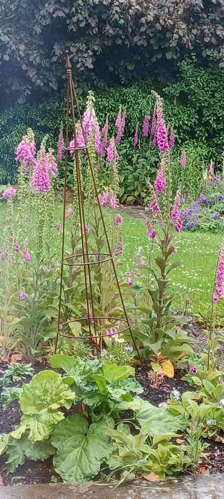Photo of free Foxgloves (Longden SY5) #2