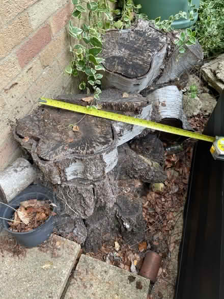 Photo of free Large pieces of birch trunk (Marston OX3) #1