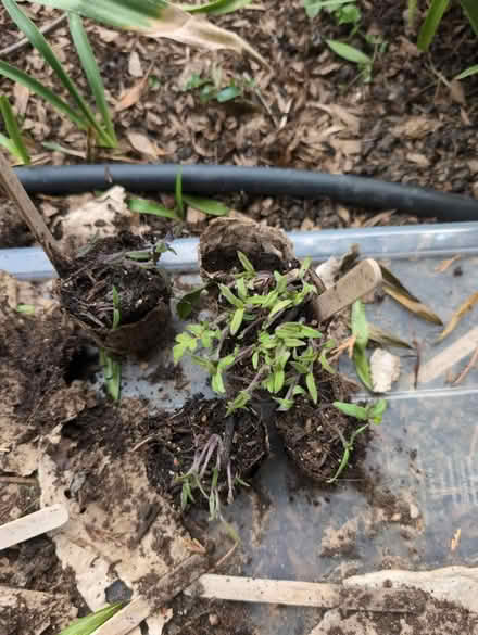 Photo of free Tomato plants (Romford RM2) #1