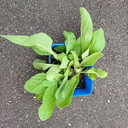 Photo of free Verbascum seedlings (Hockley Port B18) #1