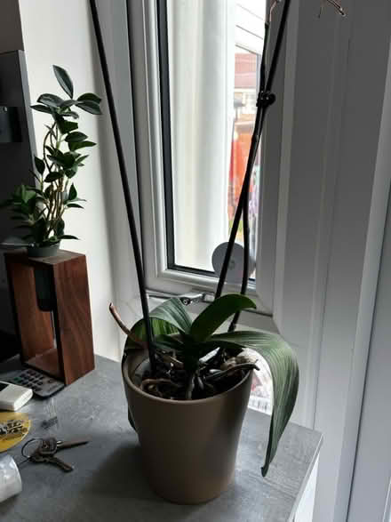 Photo of free Orchid (Gateford S81) #1