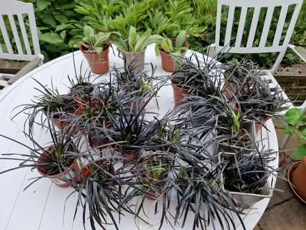Photo of free Plants (Great Moor SK3) #1