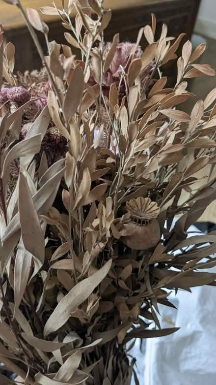 Photo of free Dried Flowers (Henbury) #2