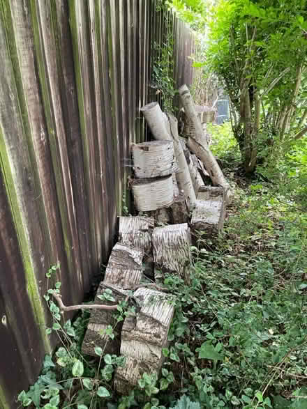 Photo of free Large pieces of birch trunk (Marston OX3) #2