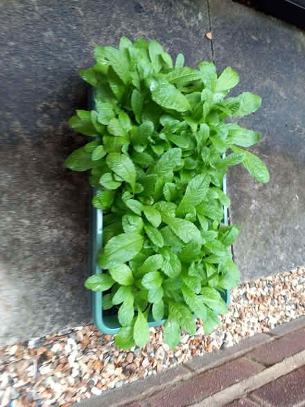 Photo of free Tray of Teasel seedlings (Woodley RG5) #1