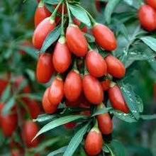 Photo of free Goji Berry Seedlings (Orgreave S13) #1