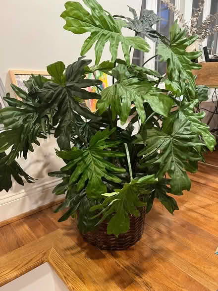 Photo of free Faux Plant (Adams Morgan) #1