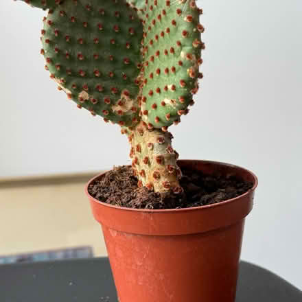 Photo of free Bunny ear cactus (Newcastle NE1) #4