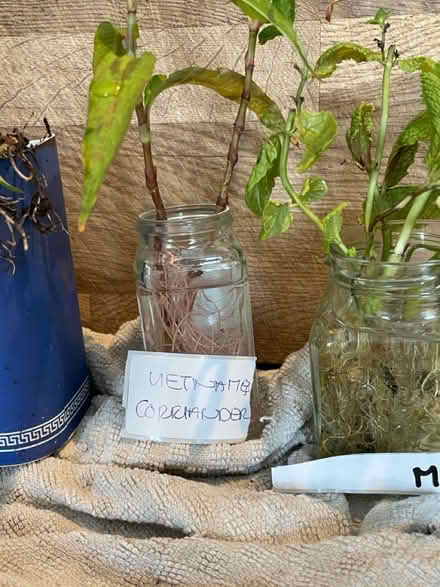 Photo of free Plants up for grabs (Hampton Vale, Peterborough) #3