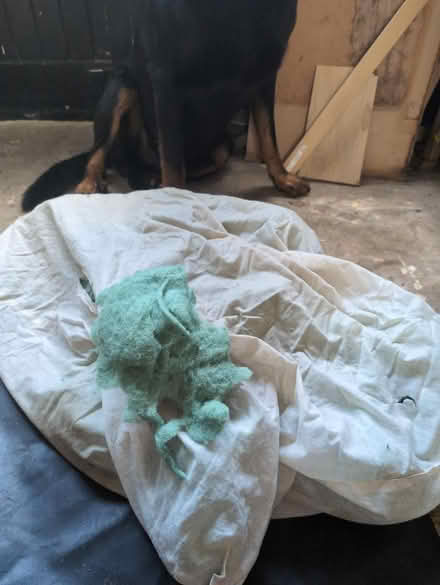 Photo of free Pillow filling (Romford RM2) #2
