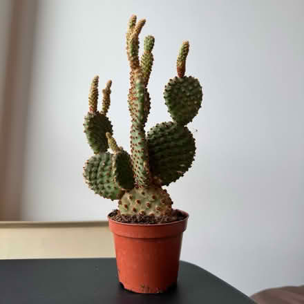 Photo of free Bunny ear cactus (Newcastle NE1) #1