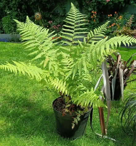 Photo of free Garden Plants (Longridge PR3) #3