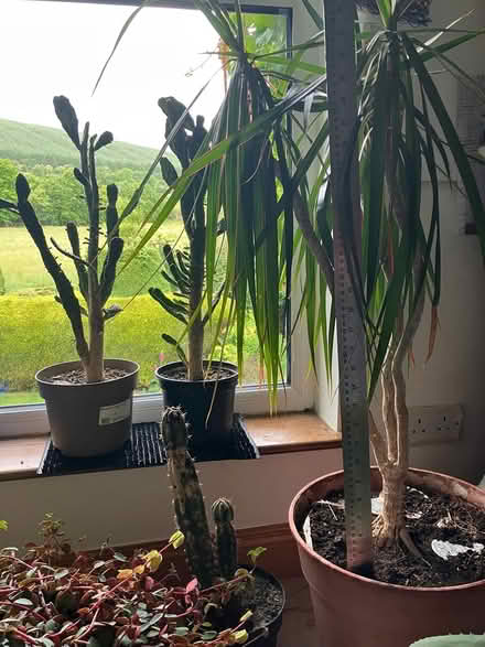 Photo of free Mature cacti and other plants (Dublin 18) #1
