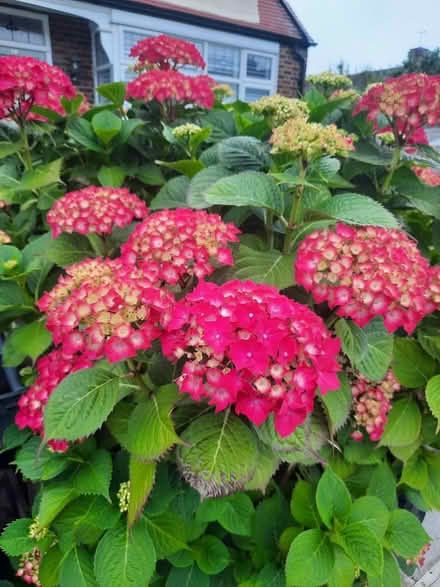 Photo of free Red mophead Hydrangea Seedling (Morden SM4) #4