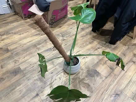 Photo of free Medium size plant (Rochester) #2