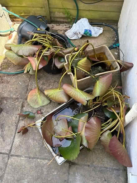 Photo of free Water lily (Eastbourne BN20) #1