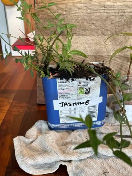 Photo of free Plants up for grabs (Hampton Vale, Peterborough) #2