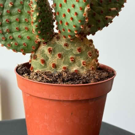 Photo of free Bunny ear cactus (Newcastle NE1) #3