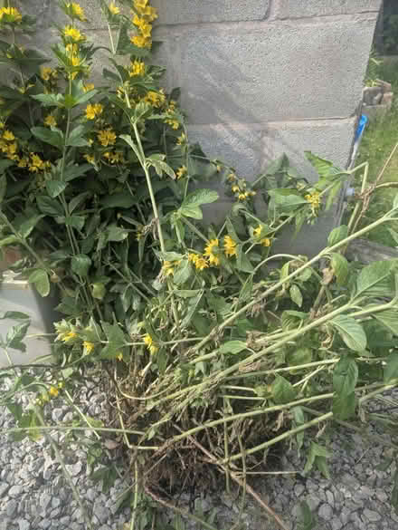 Photo of free Yellow Loosestrife (Stoke-on-Trent ST6) #2