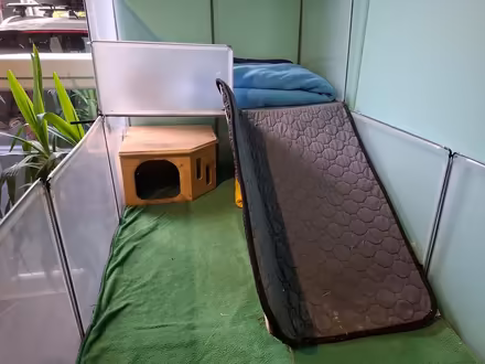 Photo of free Guinea pig enclosure (Leith EH6) #3