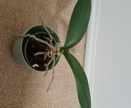 Photo of free Orchids (Loughborough LE11) #3