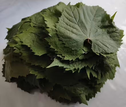 Photo of free Vine Leaves (Charlton SE7) #2