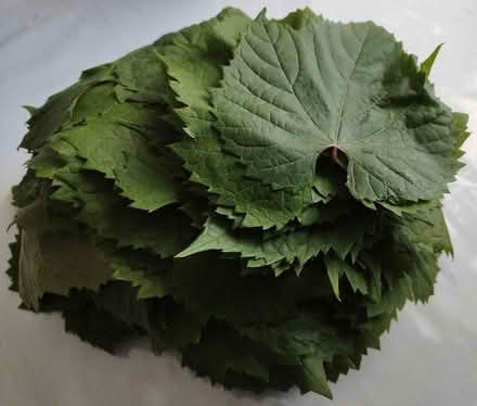 Photo of free Vine Leaves (Charlton SE7) #2