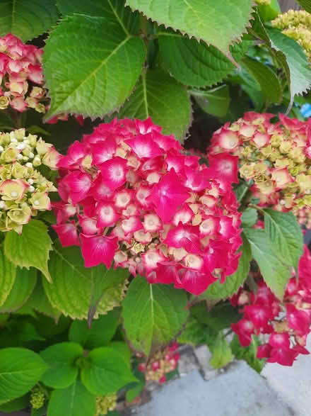 Photo of free Red mophead Hydrangea Seedling (Morden SM4) #3