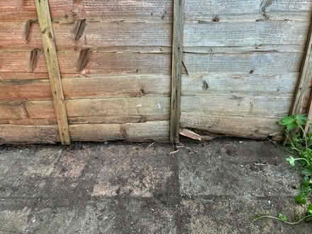 Photo of free Fence Panels (damaged) (Banstead) #3