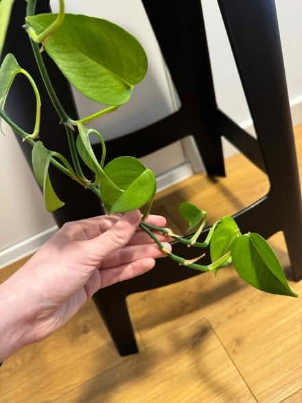 Photo of free Pothos plant in pot (Newcastle NE1) #3