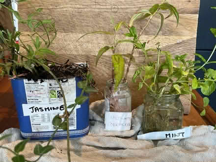 Photo of free Plants up for grabs (Hampton Vale, Peterborough) #1