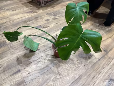 Photo of free small monstera plant (Rochester) #1