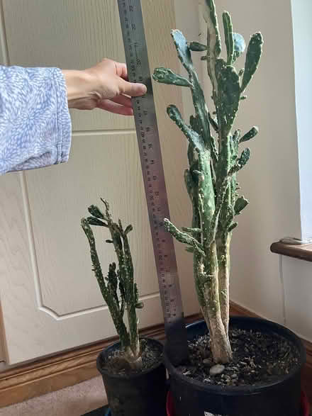 Photo of free Mature cacti and other plants (Dublin 18) #4