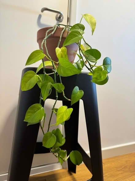 Photo of free Pothos plant in pot (Newcastle NE1) #2