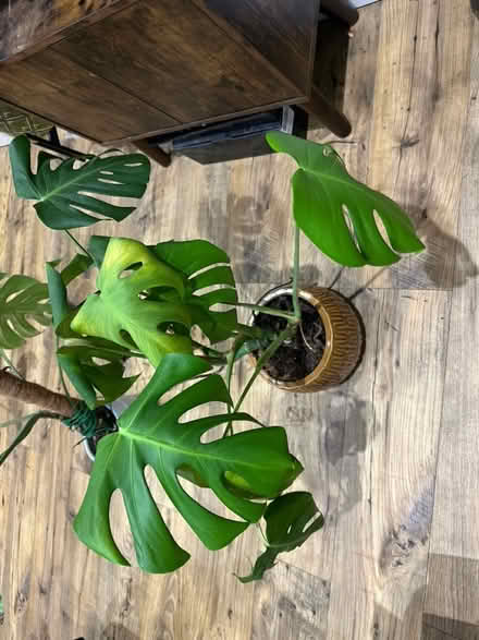 Photo of free Medium size monstera plant (Rochester) #2