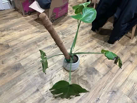 Photo of free Medium size plant (Rochester) #1