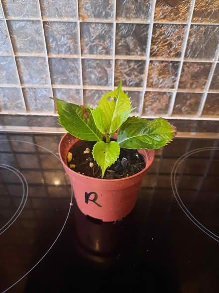 Photo of free Red mophead Hydrangea Seedling (Morden SM4) #1