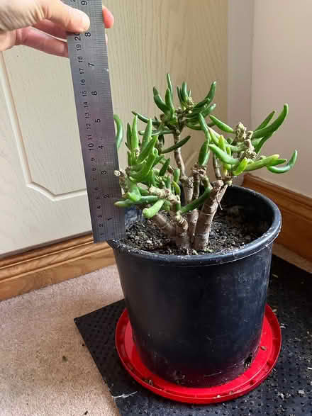 Photo of free Mature cacti and other plants (Dublin 18) #3