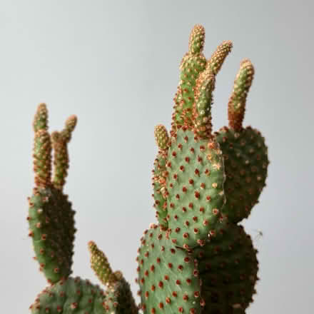 Photo of free Bunny ear cactus (Newcastle NE1) #2