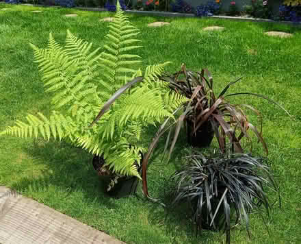 Photo of free Garden Plants (Longridge PR3) #1