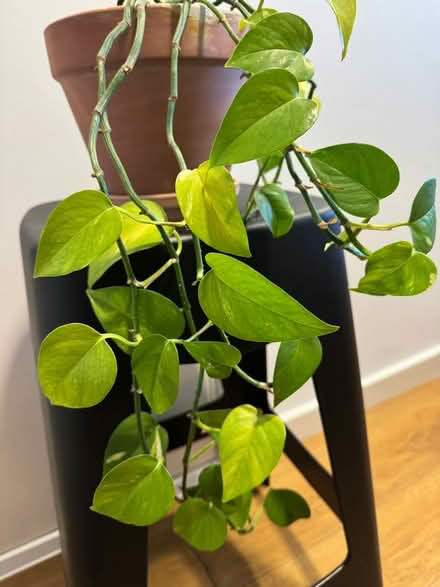 Photo of free Pothos plant in pot (Newcastle NE1) #1